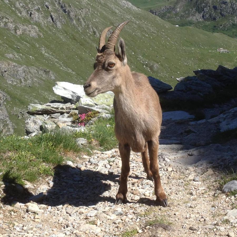 Vacation Rental - Pralognan La Vanoise Savoie Buitenkant foto